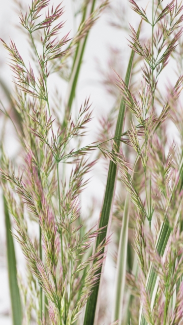 Calamagrostis x acutiflora