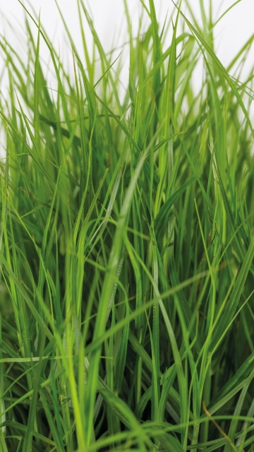 Carex muskingumensis