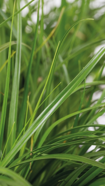 Carex oshimensis