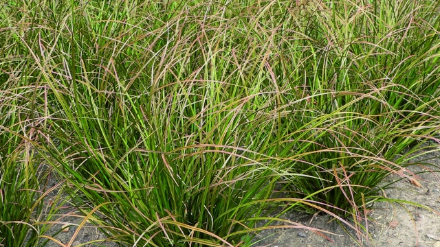 Carex howardii