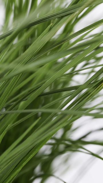 Deschampsia cespitosa